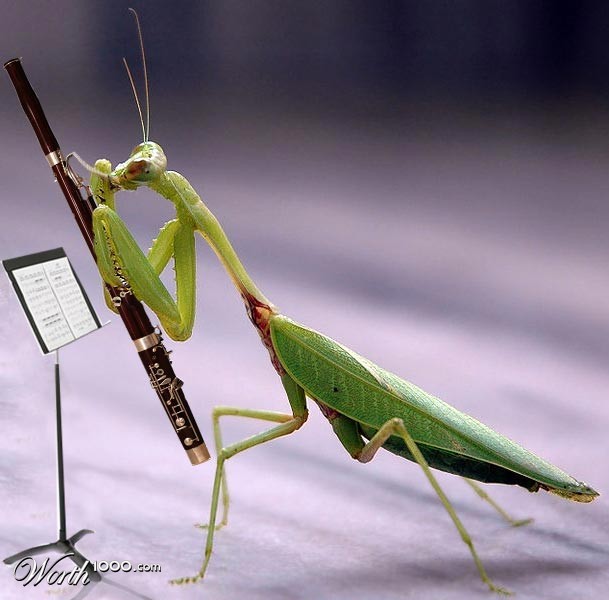 Bassoonist