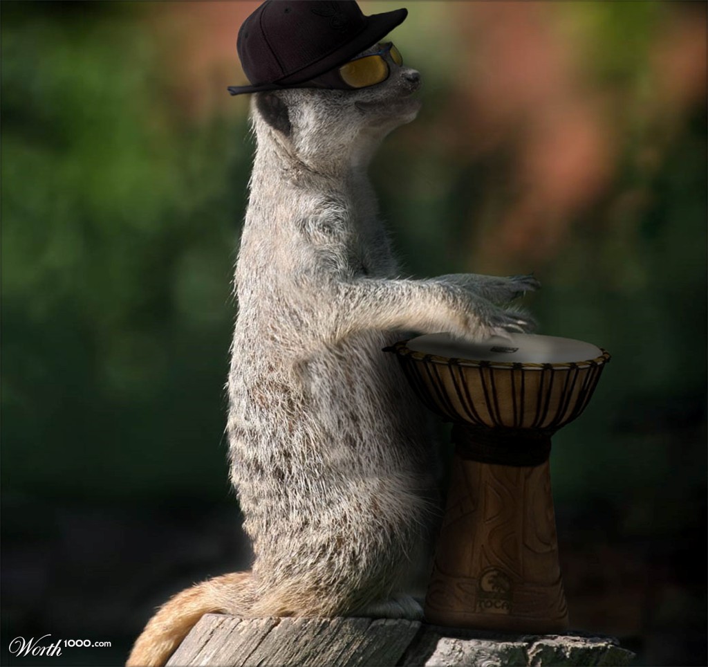Meercat Drumma