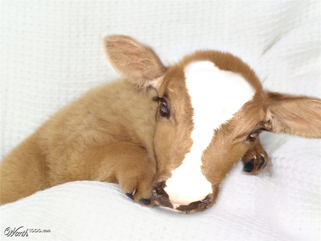 Cowdog