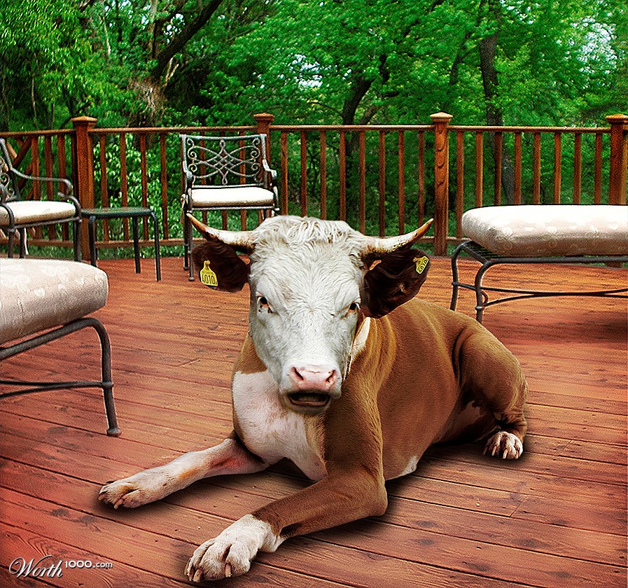 cowdog
