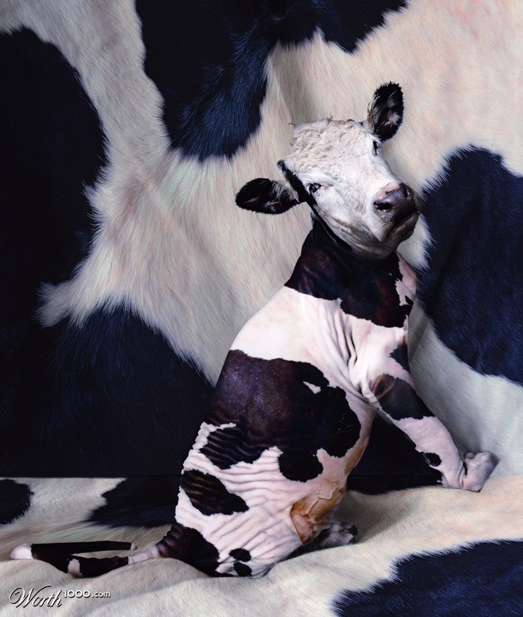 Moocat