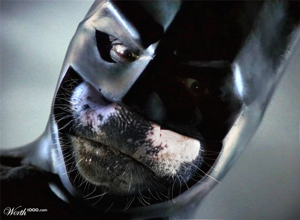 Batcow