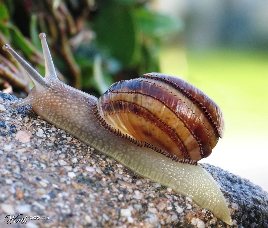 Stitched Shell