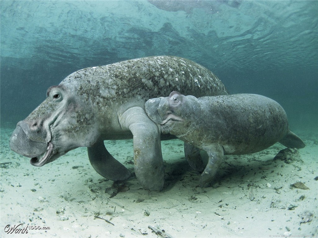 Sea Hippo