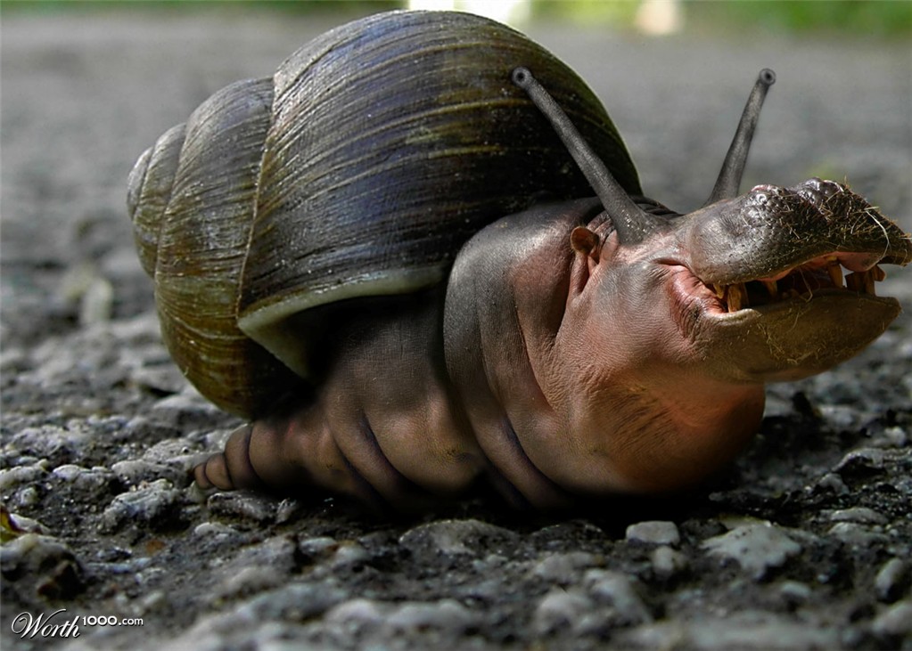Hippo Snail