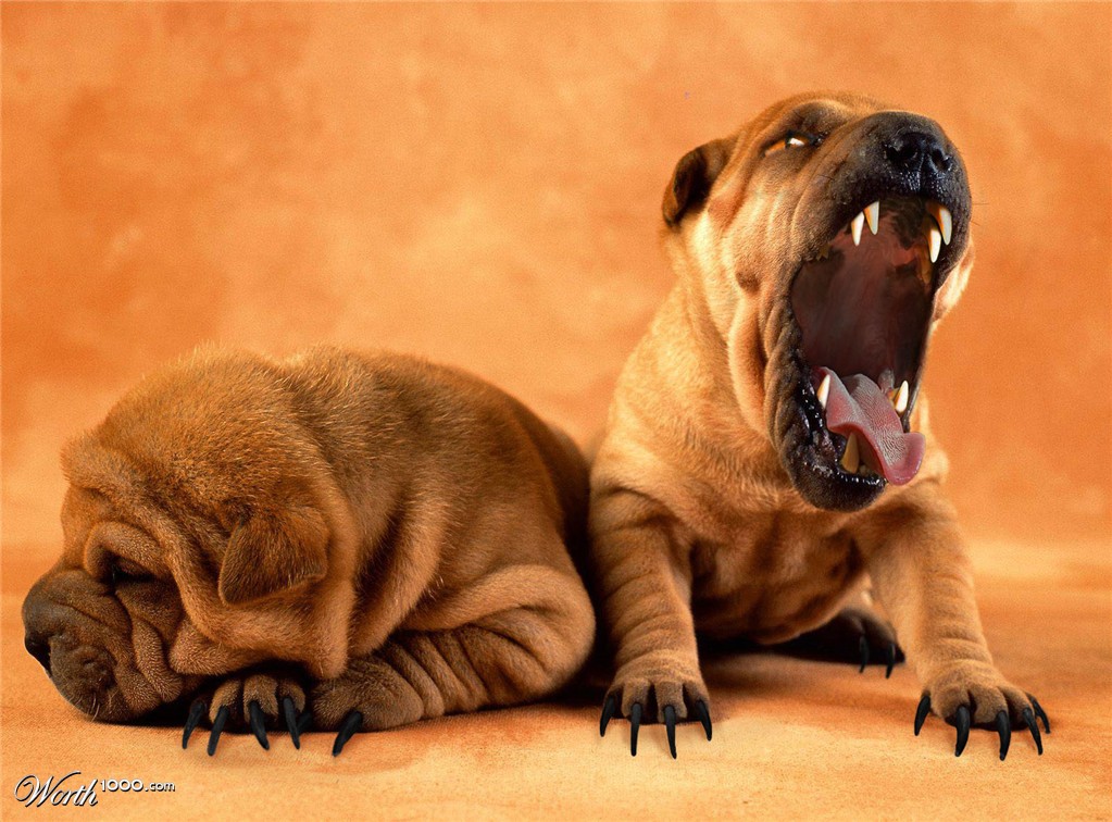 Chinese Fighting Dogs