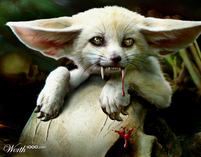 Fennec Fox