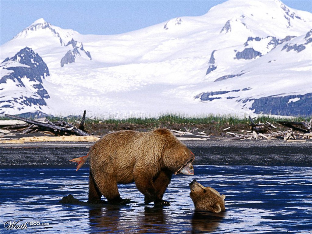 Bear Fish
