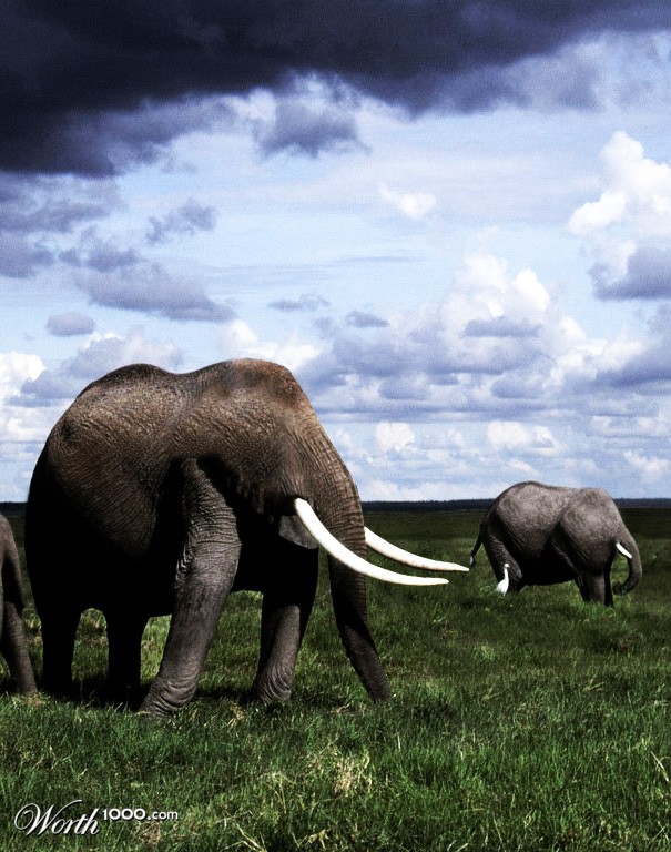 Aheadphants