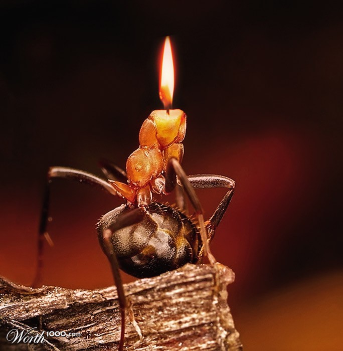 Ant