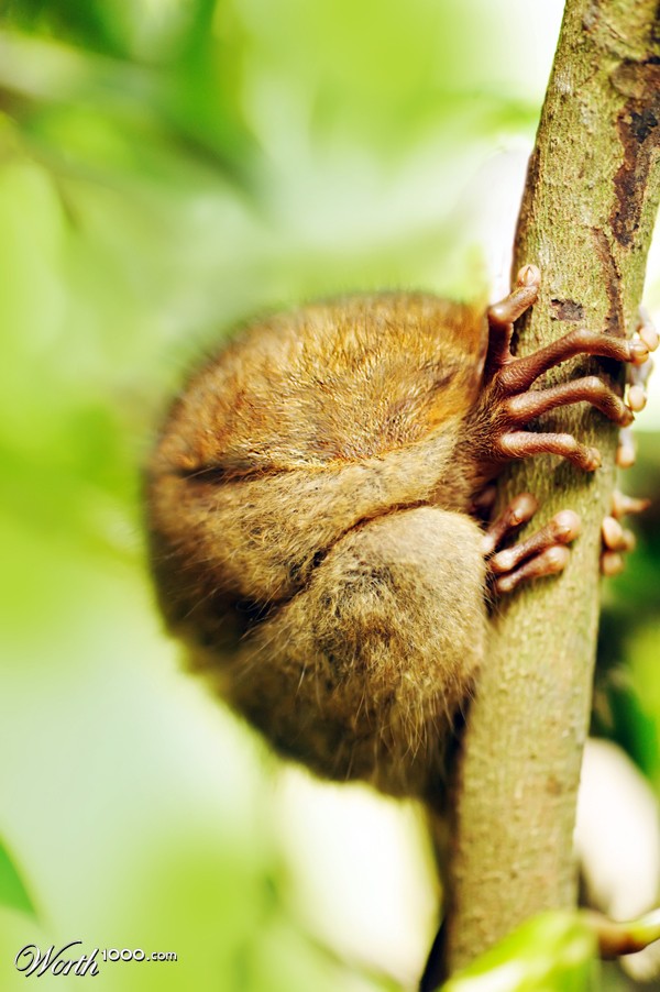 Fur ball