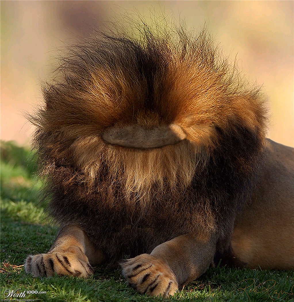 King of the Jungle