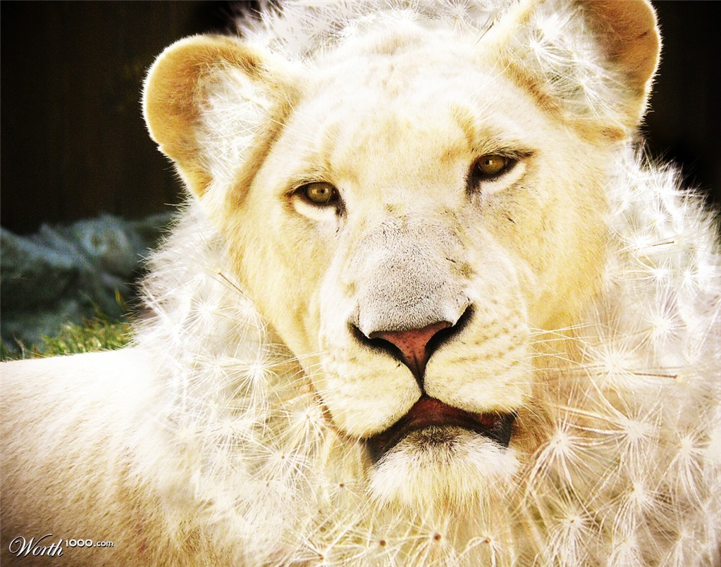 Dande-Lion