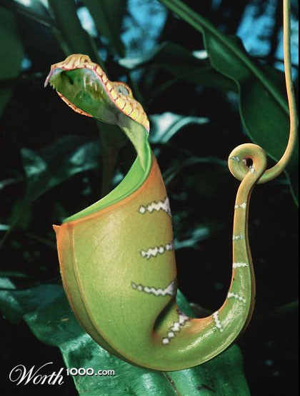 Emerald Pitcher Boa