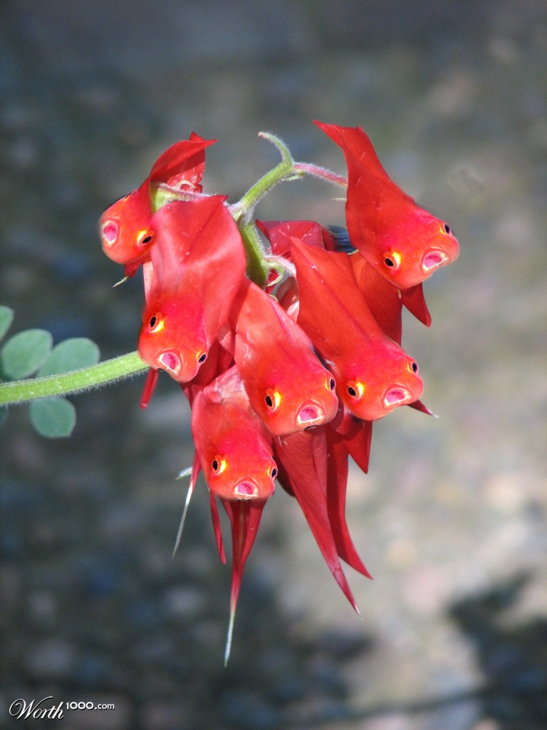 Goldfish Plant