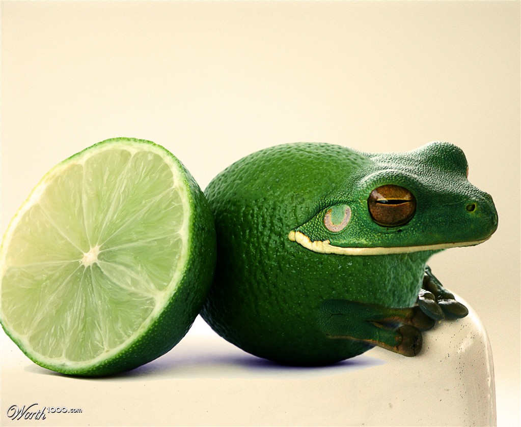 Frog
