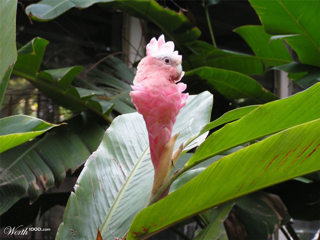 Ginger Parrot