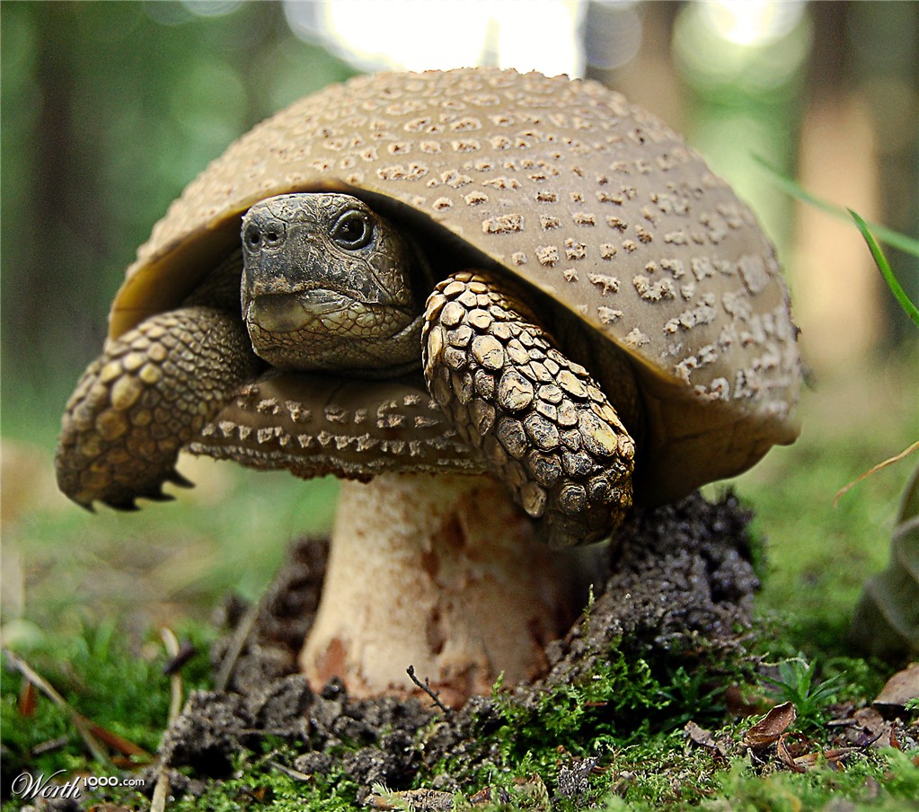 Turtle