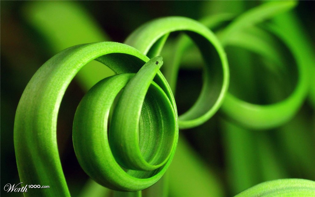 Plantsnake