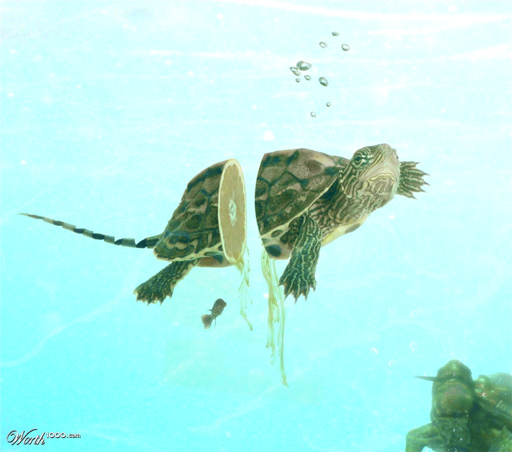 Lemon Turtle