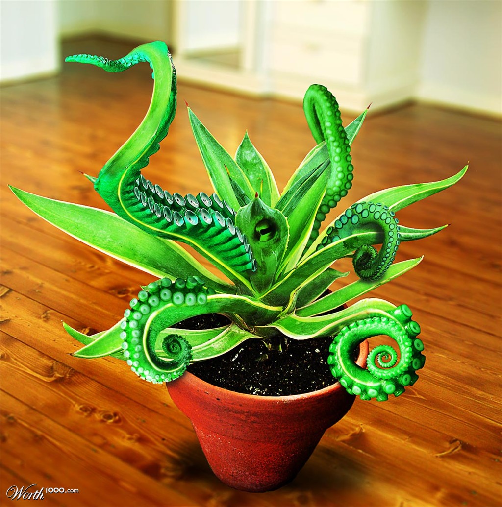 Cactopus