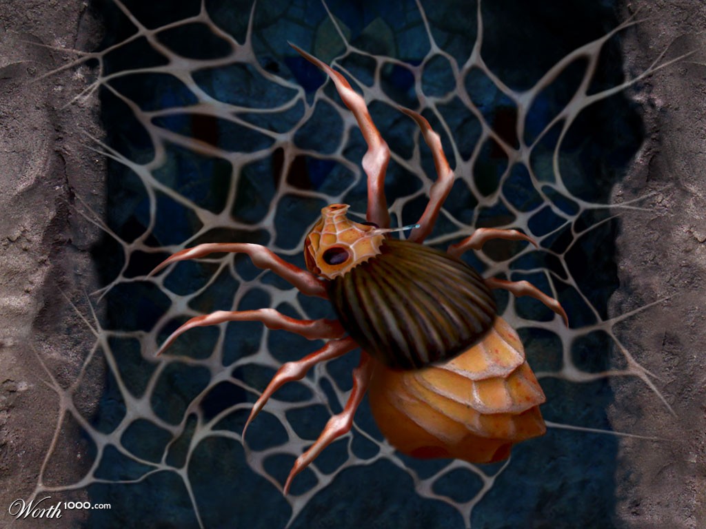 Spider