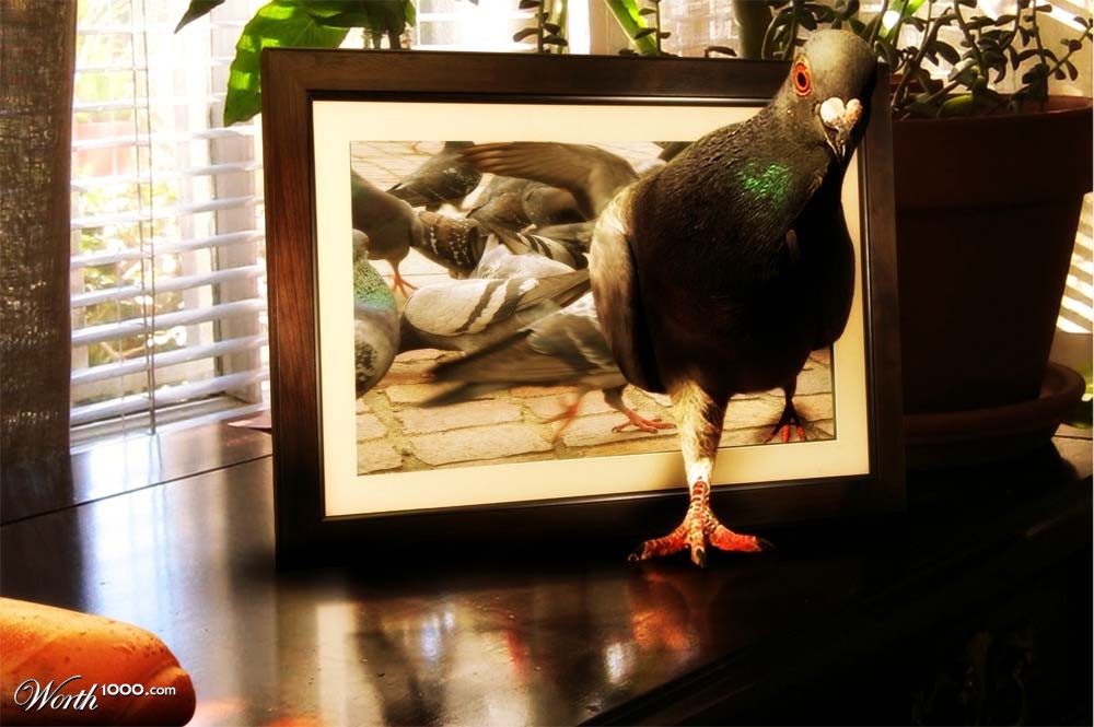 pigeon