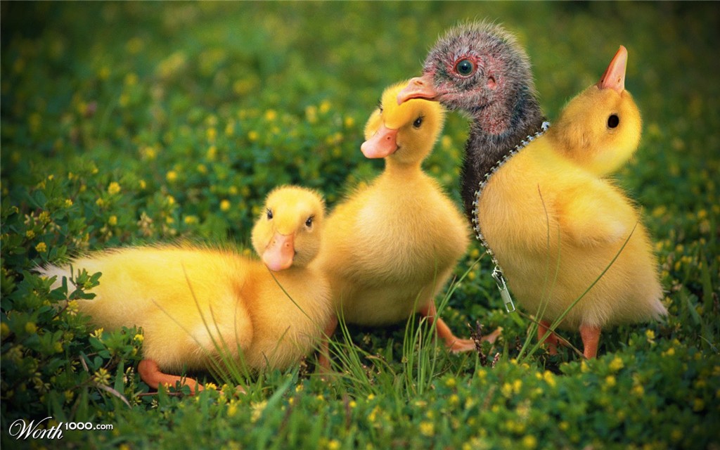 the ugly duckling