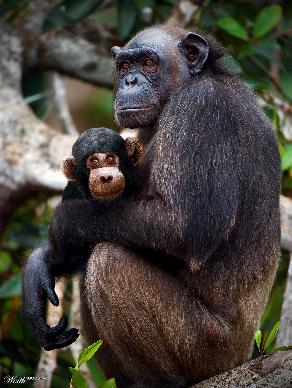 Monkey mom