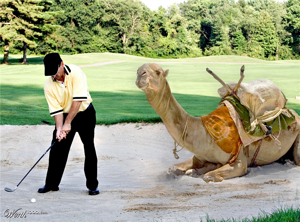 Camel in Sand