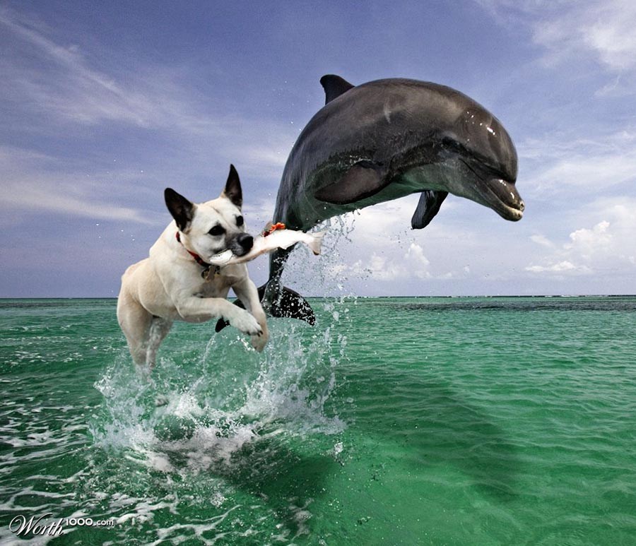 Water Dog