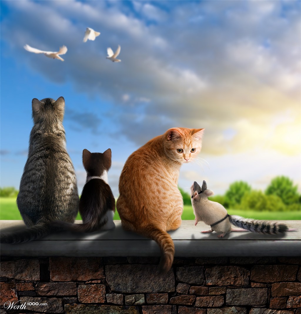 Odd Cat Out