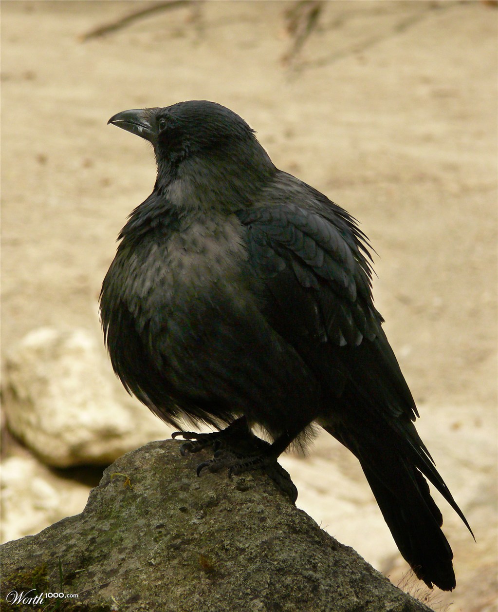 fat crow