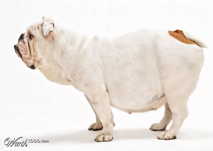Obese Bulldog