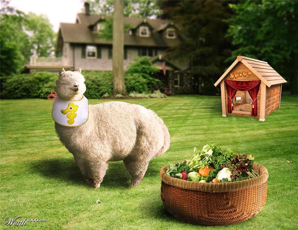 Fat Happy Lama