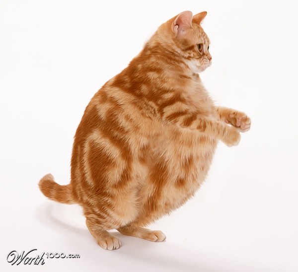 Fat Cat Blubber Dance
