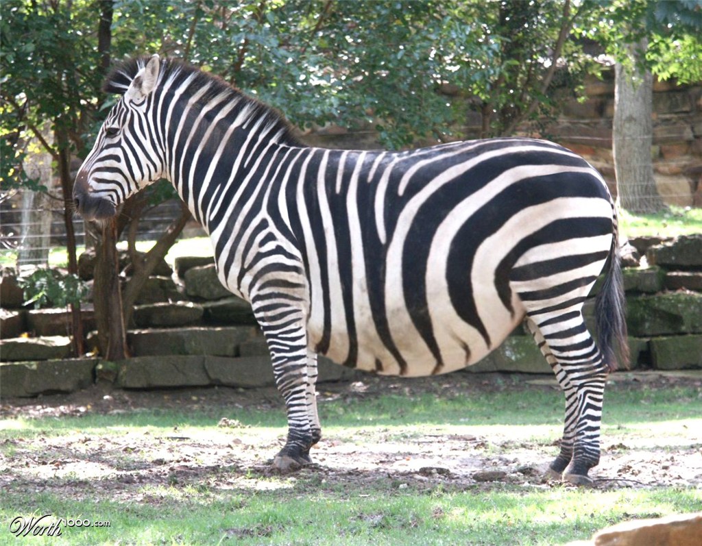 Zebra