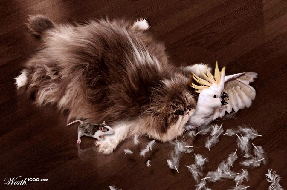 Fat Hungry Cat