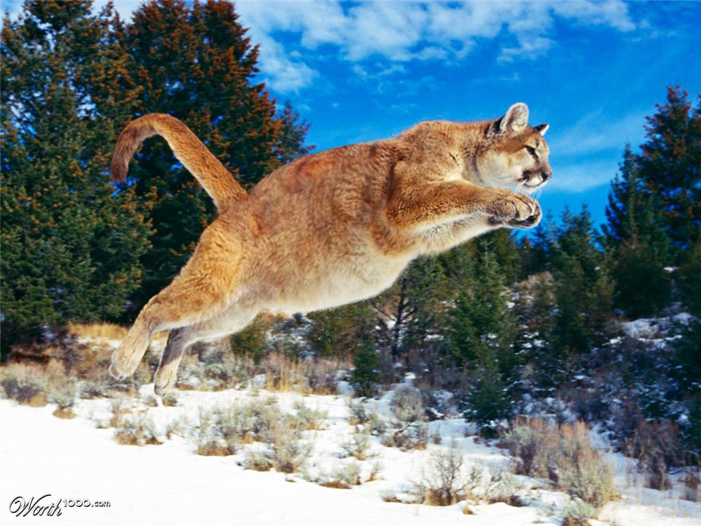 fat red jumping puma