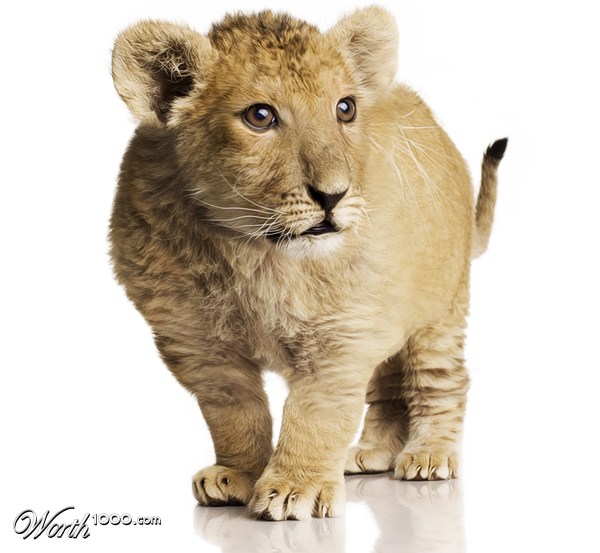 Chub Cub