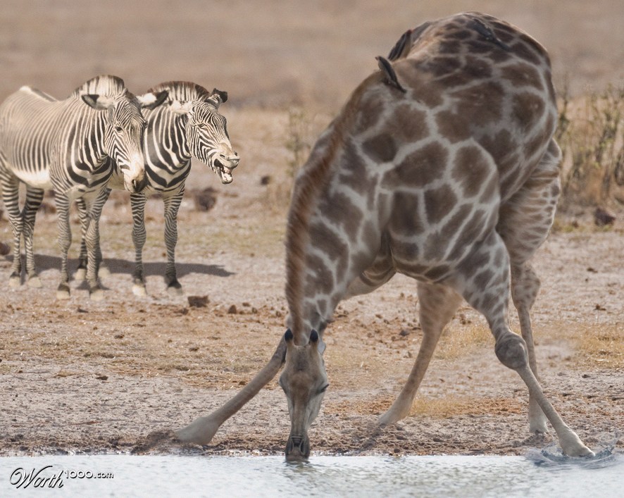 Teasing Zebras