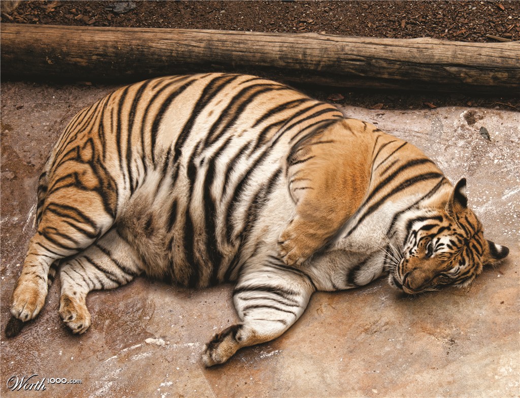 Obese Tiger