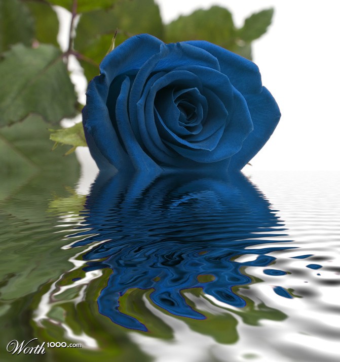 rose