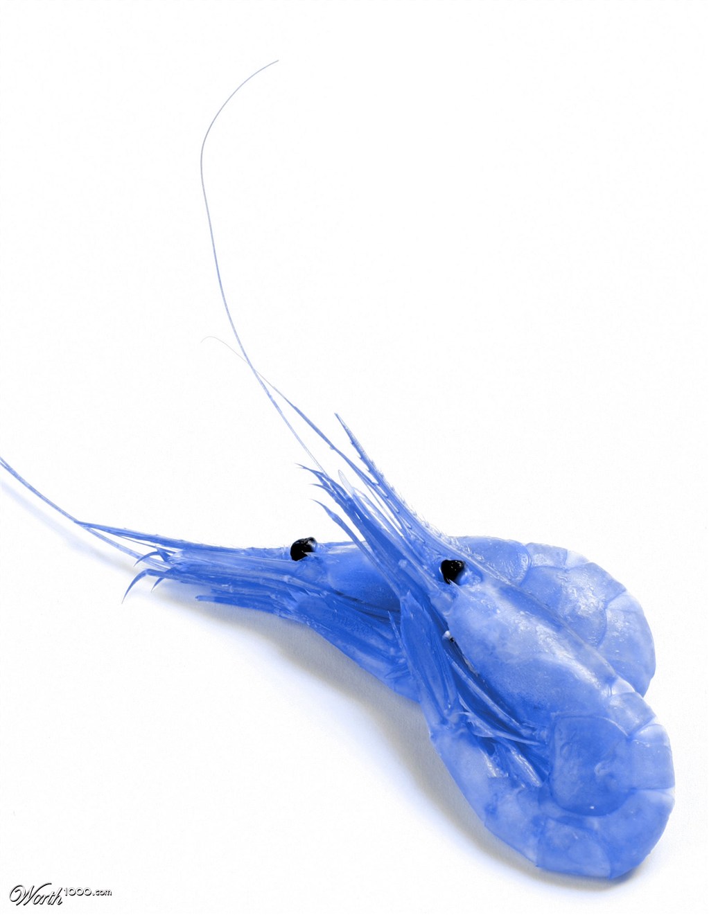 the new kind of shrimps