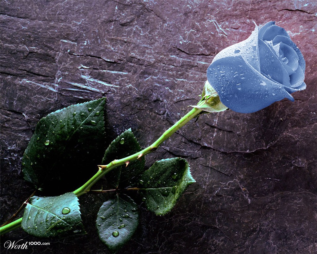 Blue Rose