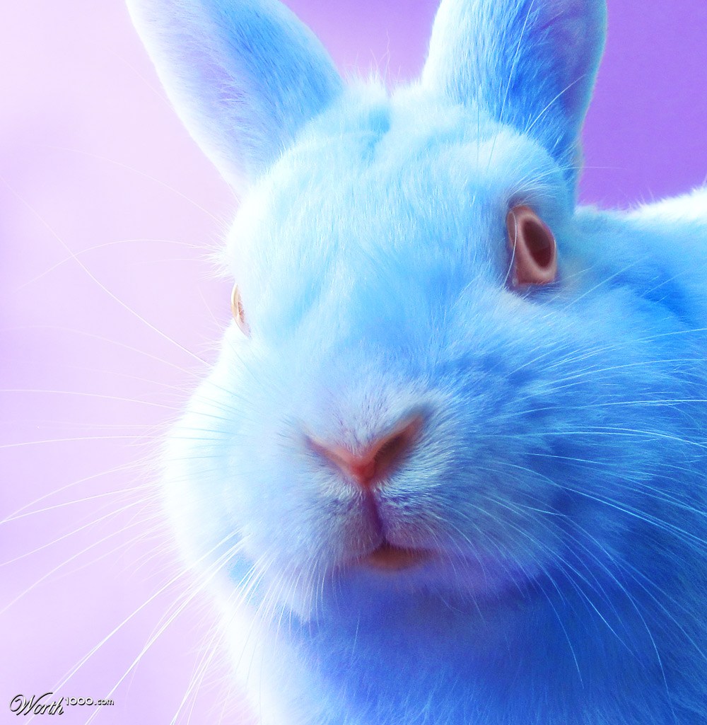 Bunny Blues