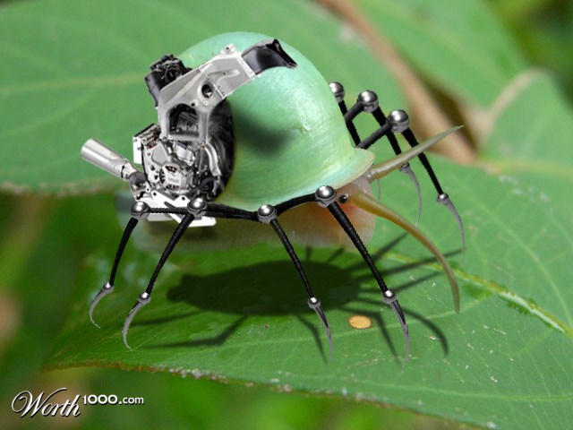 Snail spider