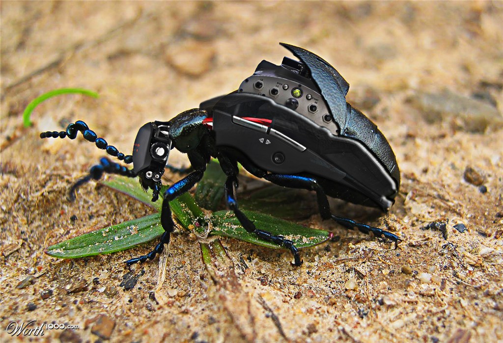 Beetle