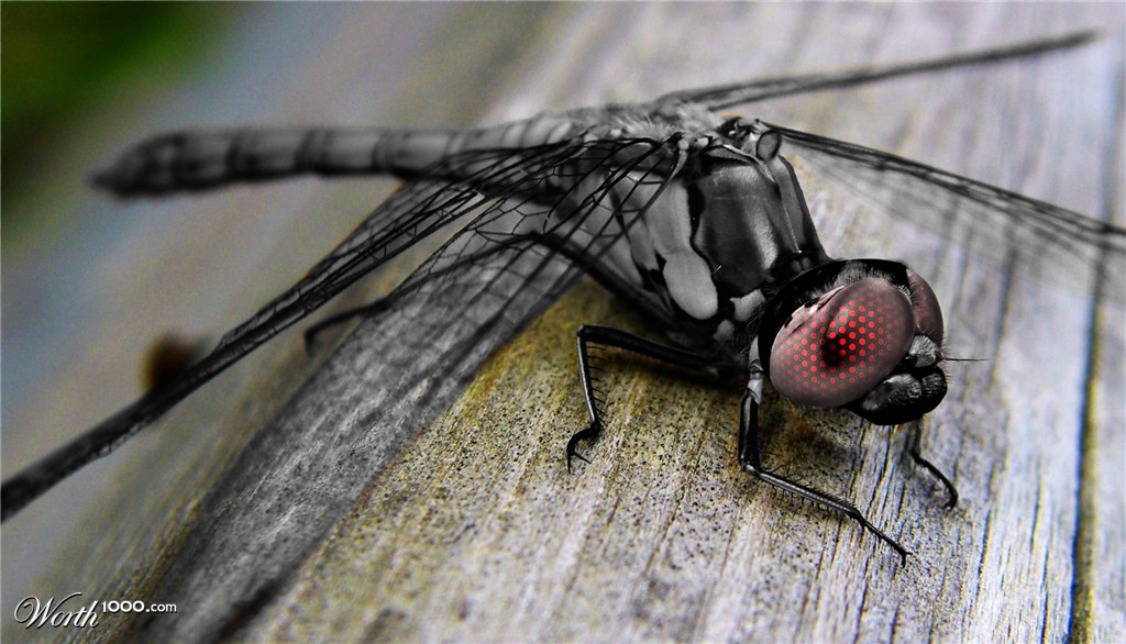 dragonfly