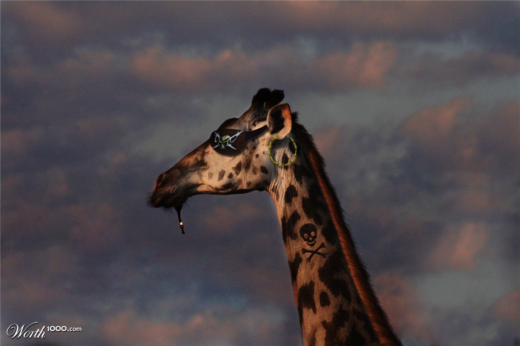 The look out